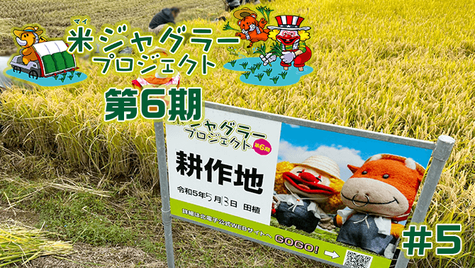 【第6期】米ジャグラープロジェクト稲刈り