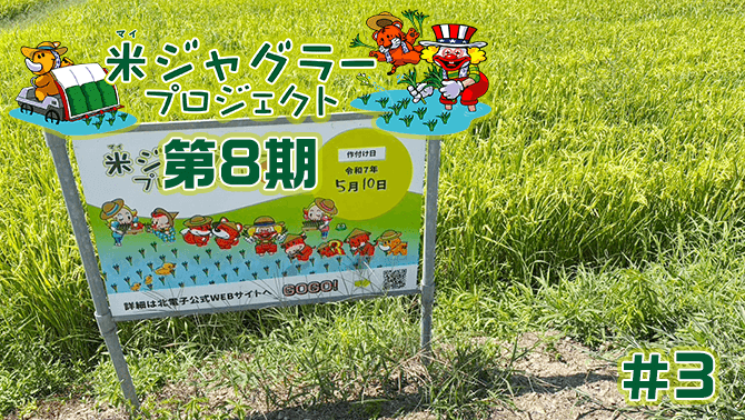 【第8期】米ジャグラープロジェクト月例報告 8月度