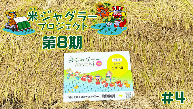 【第8期】米ジャグラープロジェクト月例報告 稲刈り
